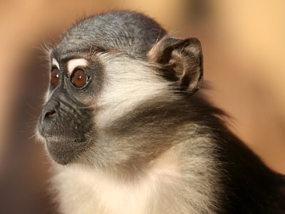 Mangabey