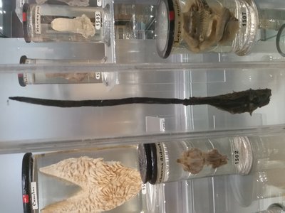 Manidae