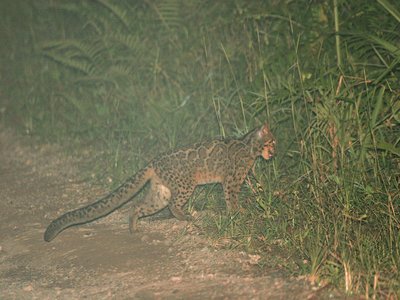 Marbled Cat