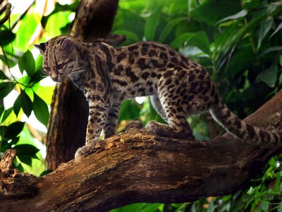 Margay