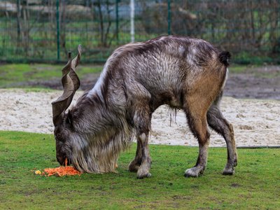 Markhor