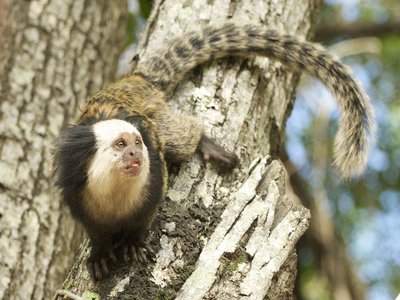 Marmoset