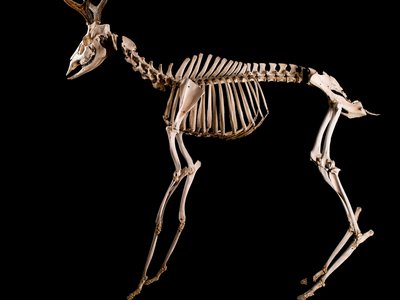 Marsh Deer