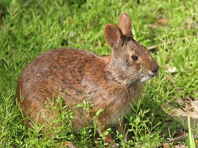 Marsh Rabbit