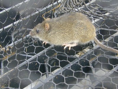 Marsh Rice Rat