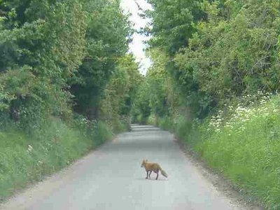 Marshfield Fox