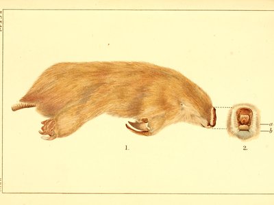 Marsupial Mole