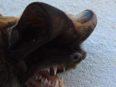 Mastiff Bat