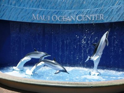 Maui Dolphin
