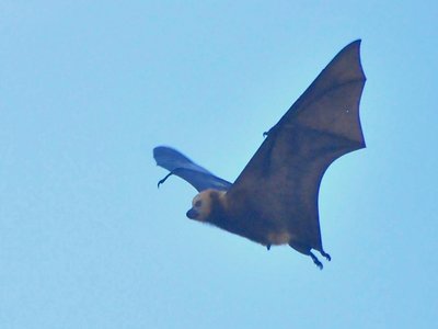 Mauritian Fruit Bat