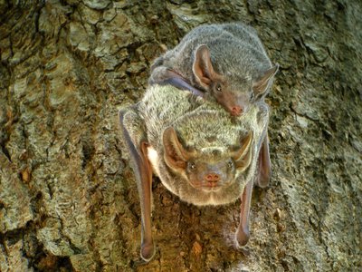 Mauritian Tomb Bat