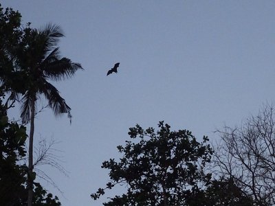 Mayotte Flying Fox