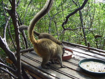 Mayotte Lemur