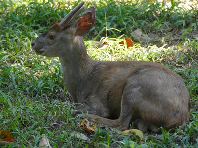 Mazama Deer