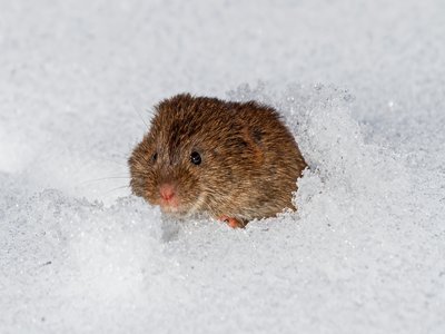 Meadow Vole