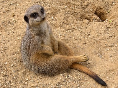 Meerkat