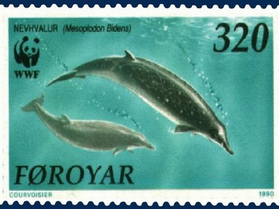 Mesoplodon