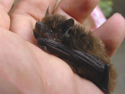 Microbat