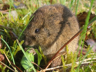 Microtus