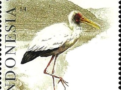 Milky Stork