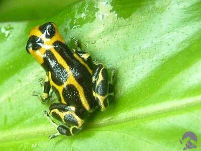 Mimic Poison Frog