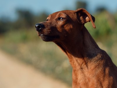 Miniature Pinscher