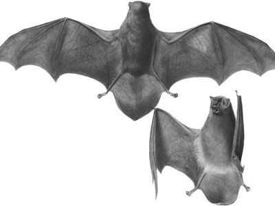 Miniopterus