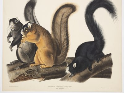 Missouri Fox Squirrel