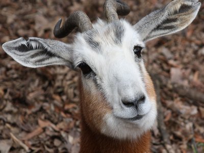 Mohor Gazelle