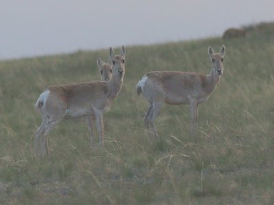 Mongolian Gazelle