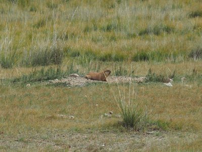 Mongolian Marmot