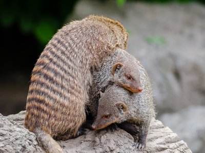 Mongoose