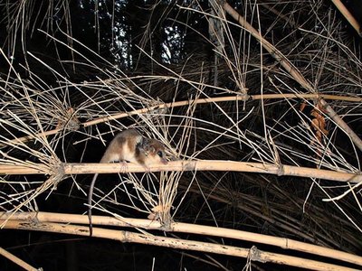 Monito del Monte