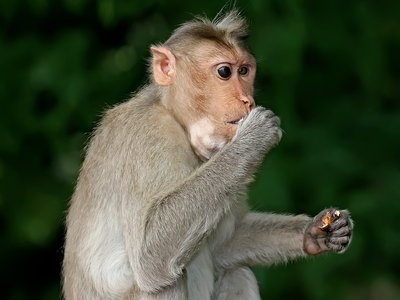 Monkey