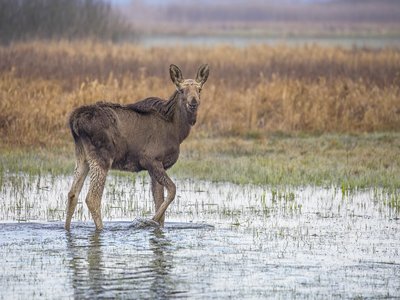 Moose