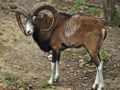 Mouflon