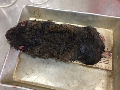 Mountain Beaver