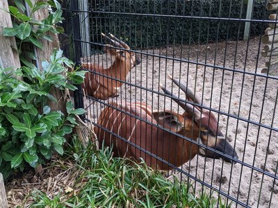Mountain Bongo