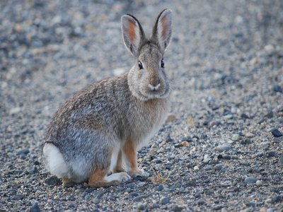 Mountain Cottontail