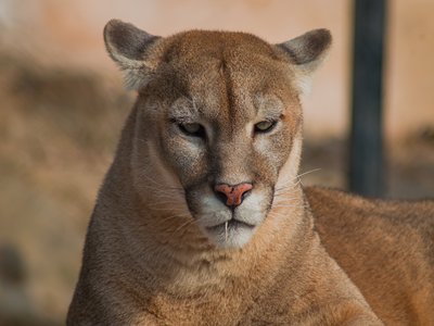 Mountain Lion