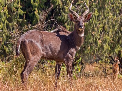 Mountain Nyala
