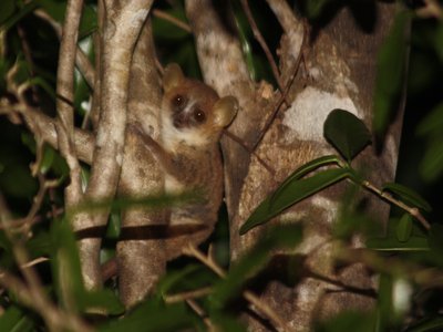Mouse Lemur
