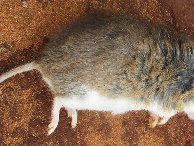 Mozambique Mouse