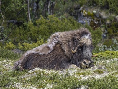Musk Ox