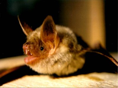 Myotis