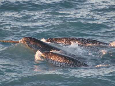 Narwhal