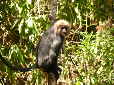 Nilgiri Langur