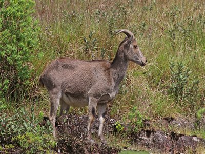 Nilgiri Tahr