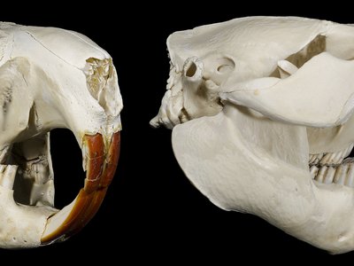 North American Beaver