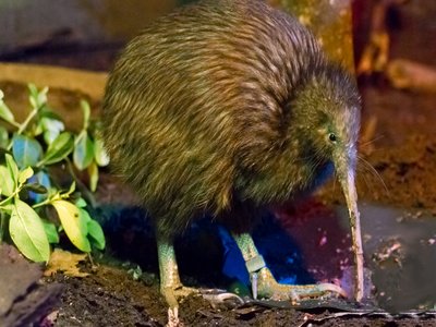 North Island Brown Kiwi